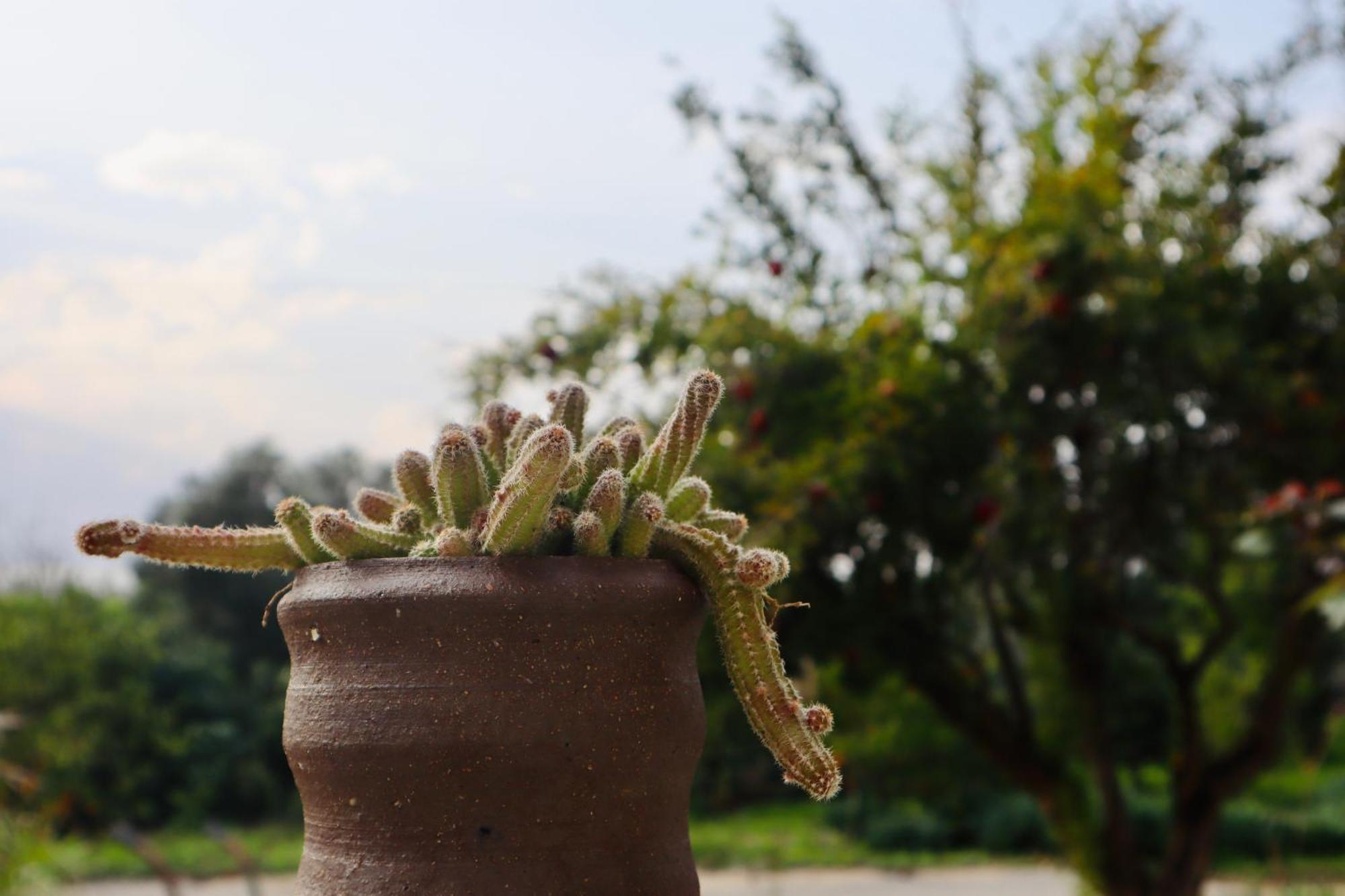 בקתות האס ואטינגר Villa Geva Carmel Kültér fotó